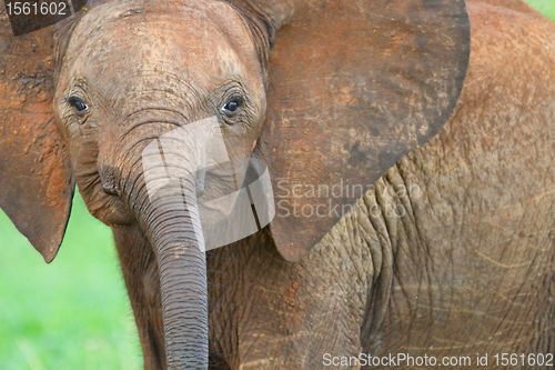 Image of Baby elephant