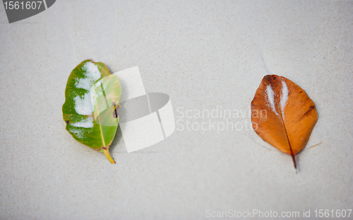 Image of Two leaves on beach