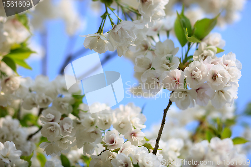 Image of Wild cherry