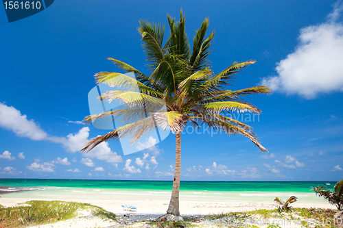 Image of Coconut palm at beach