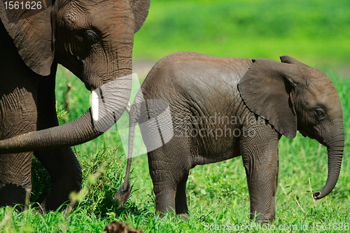 Image of Elephants