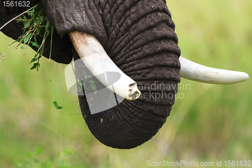 Image of Elephant closeup