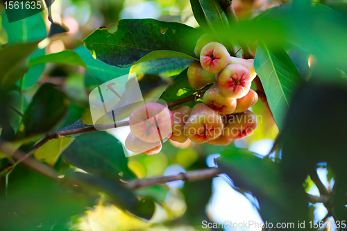 Image of Rose apple branch