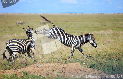 Image of Zebras