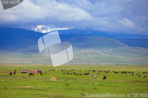 Image of Game drive