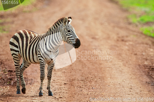 Image of Zebra