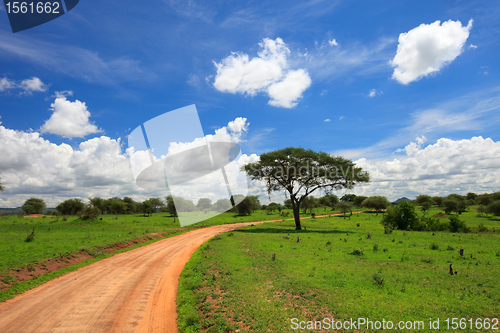 Image of Tarangire national park