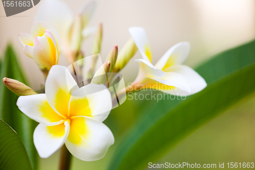 Image of Frangipani flowers