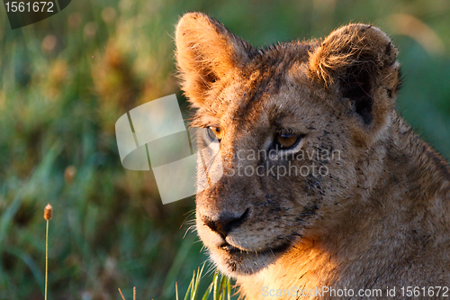Image of Young lion