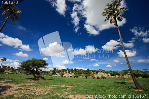 Image of Elephants in Tarangire