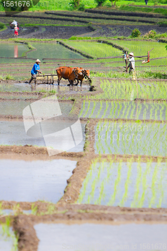 Image of Farmer with buffaloes working on rice field