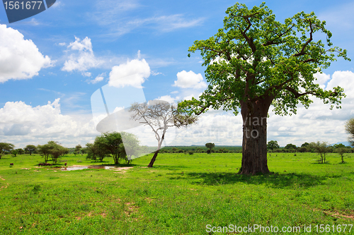 Image of Tarangire landscape in Tanzania