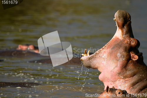 Image of Hippo