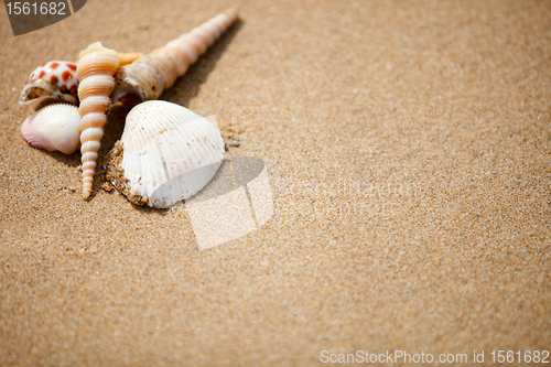 Image of Shells