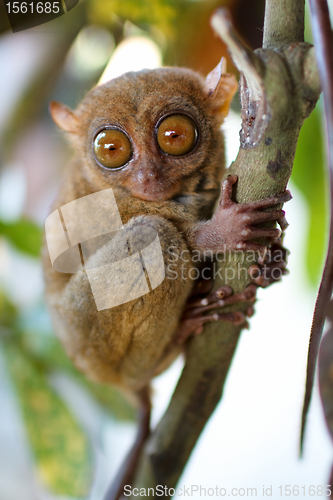 Image of Tarsier