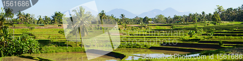 Image of Rice paddy