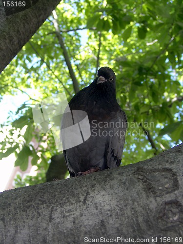 Image of Pigeon North End Tree