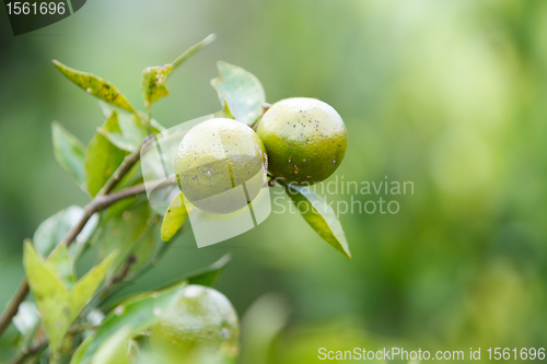 Image of Tangerines on tree branch