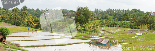Image of Rice paddy