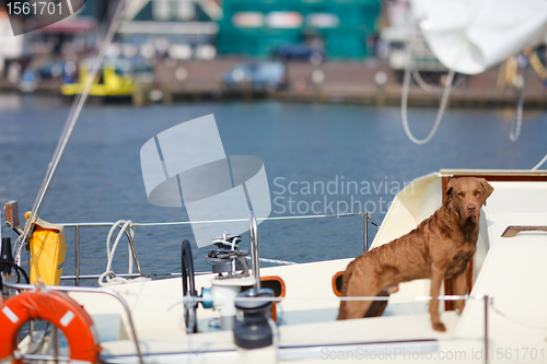 Image of Dog on yacht