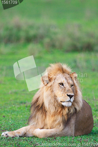 Image of Lion