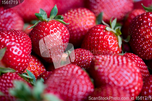 Image of Fresh strawberries