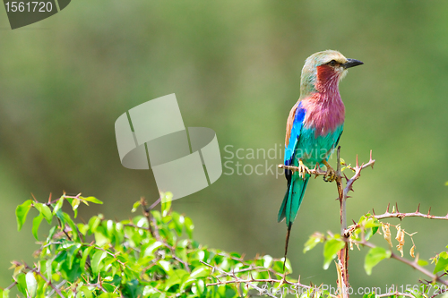 Image of Lilac-breasted roller