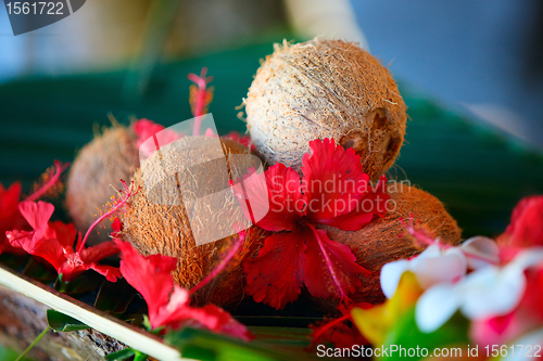 Image of Coconuts and hibiscus flowers