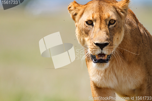 Image of Lioness