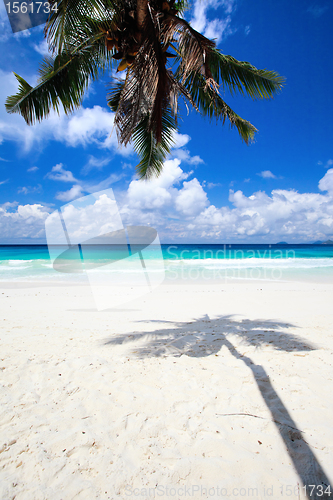 Image of Palm tree shadow on sand