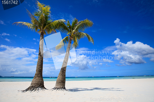 Image of Tropical Paradise