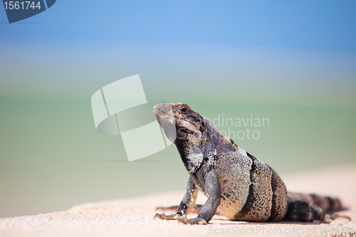 Image of Mexican iguana