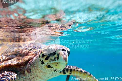 Image of Hawksbill sea turtle