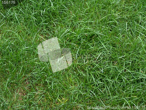 Image of Green Grass Closeup