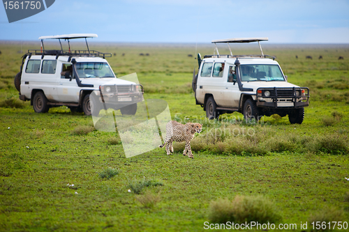 Image of Game drive