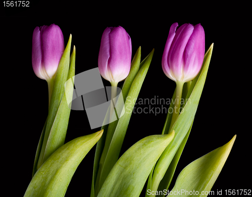 Image of Spring bouquet