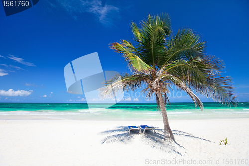 Image of Coconut palm at beach