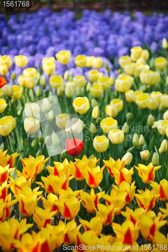 Image of Blue, yellow and red flowers