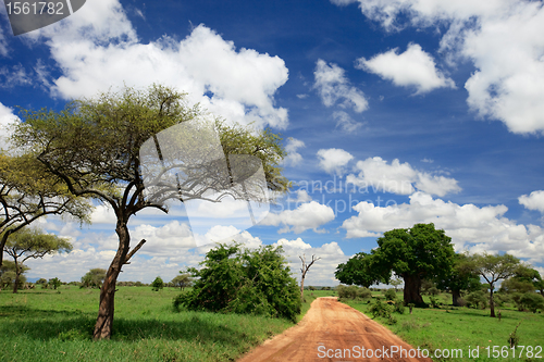 Image of Tarangire national park