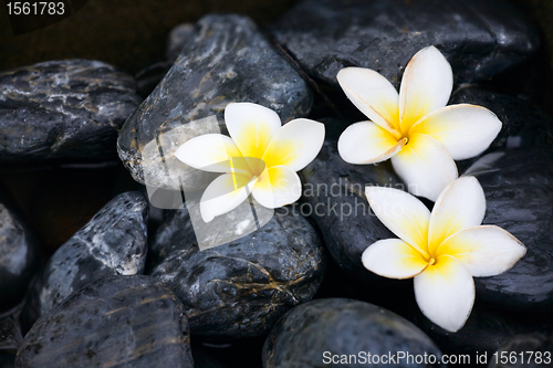 Image of Frangipani flowers and spa stones