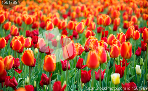 Image of Tulips