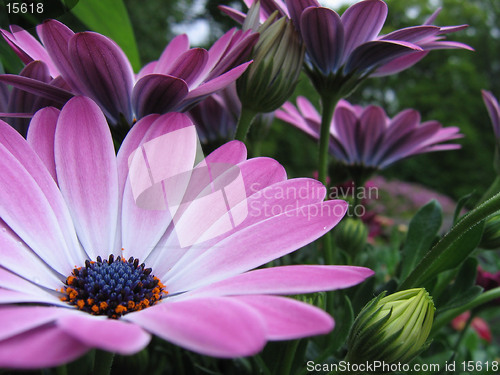 Image of Flowers