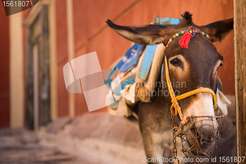 Image of Donkey of Santorini