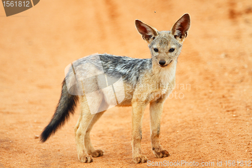 Image of Jackal