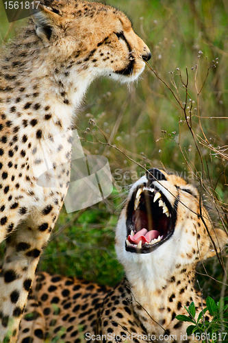 Image of Mother and cub cheetahs