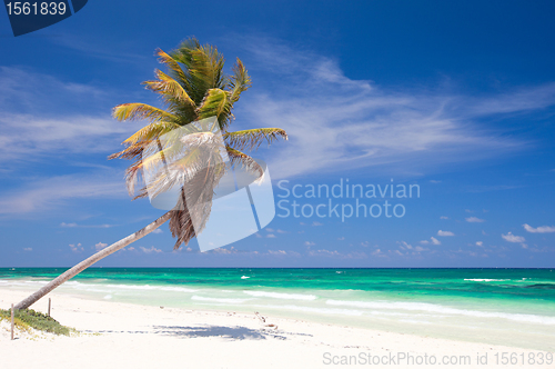 Image of Coconut palm at beach
