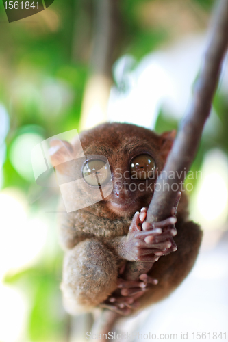 Image of Tarsier