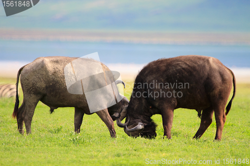 Image of Buffalos