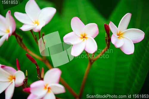 Image of Frangipani flowers