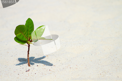 Image of Young plant growing on beach